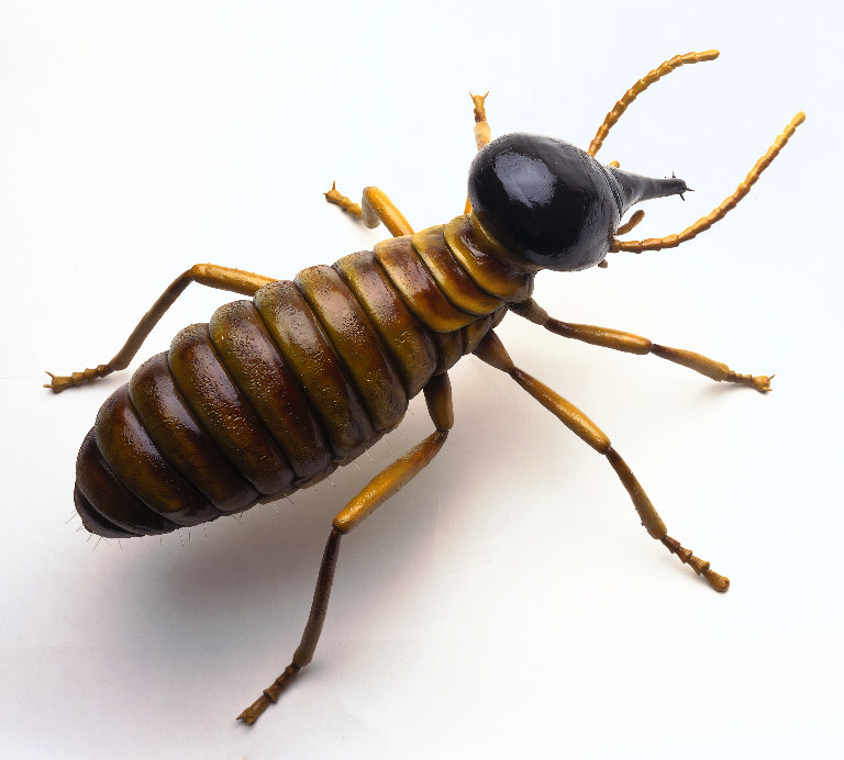 Jak dlouho zije termit?